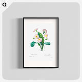 Common primrose - ピエール ジョゼフ ルドゥーテ Poster.