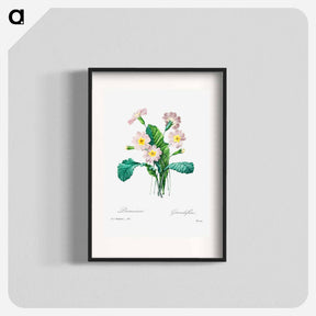 アートポスター-Common primrose - ピエール ジョゼフ ルドゥーテ Poster.