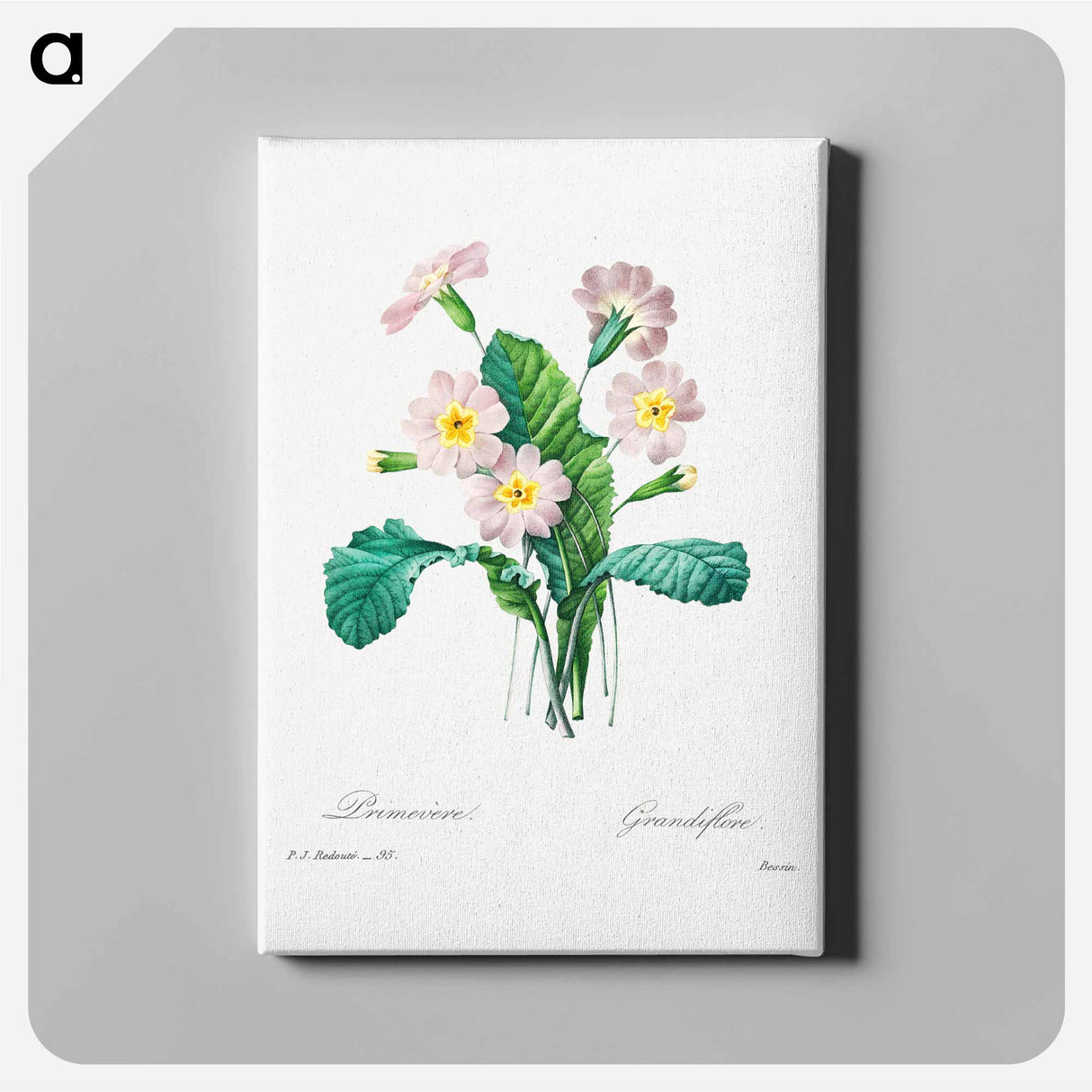 アートパネル-Common primrose - ピエール ジョゼフ ルドゥーテ Canvas.
