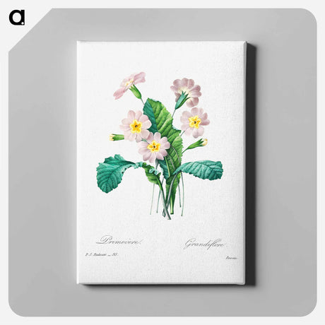 アートパネル-Common primrose - ピエール ジョゼフ ルドゥーテ Canvas.