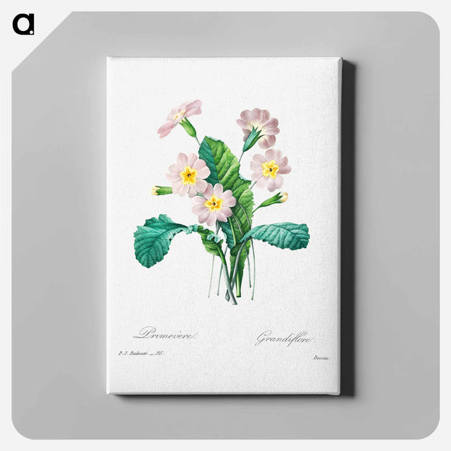 アートパネル-Common primrose - ピエール ジョゼフ ルドゥーテ Canvas.