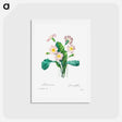 アートポストカード-Common primrose - ピエール ジョゼフ ルドゥーテ Postcard.