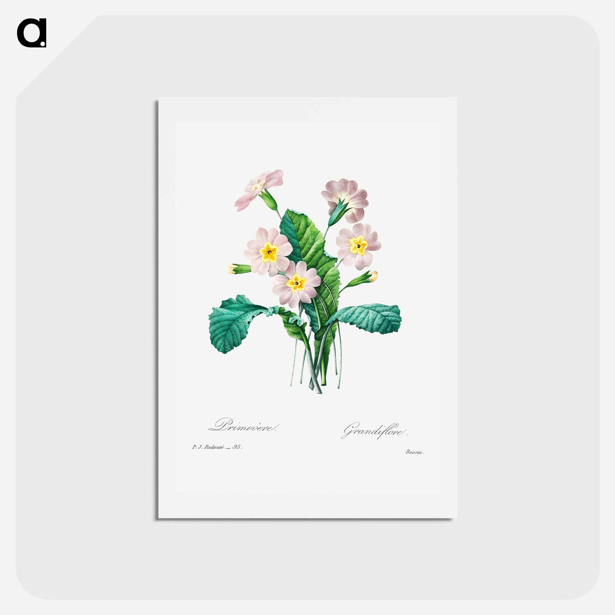 アートポストカード-Common primrose - ピエール ジョゼフ ルドゥーテ Postcard.