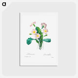 アートポストカード-Common primrose - ピエール ジョゼフ ルドゥーテ Postcard.