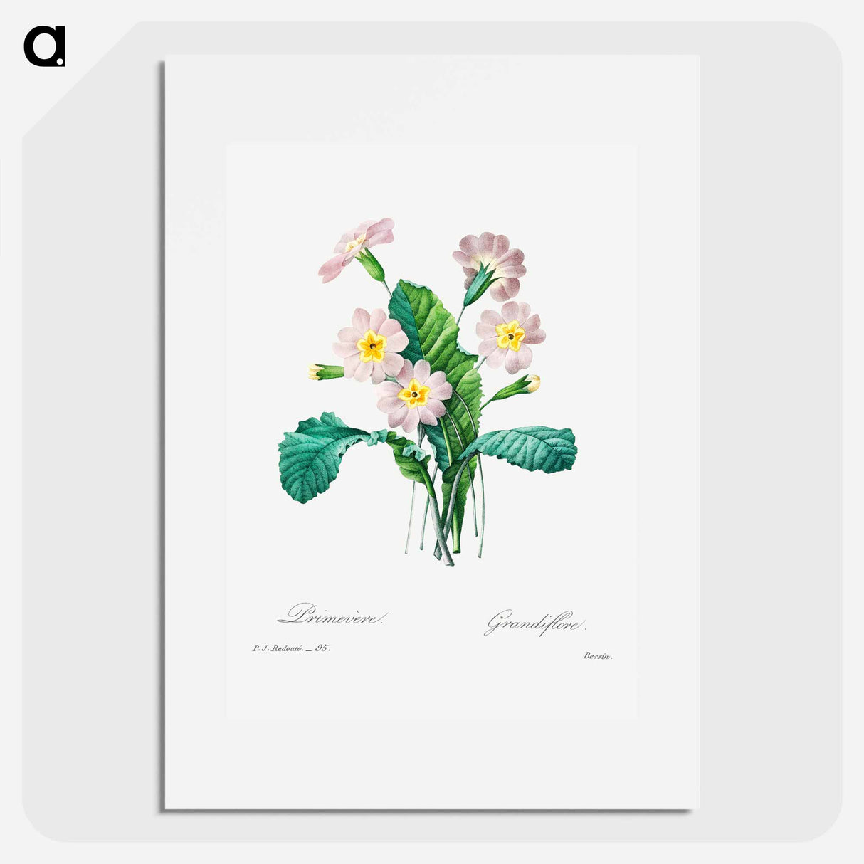 Common primrose - ピエール ジョゼフ ルドゥーテ Poster.