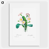 Common primrose - ピエール ジョゼフ ルドゥーテ Poster.
