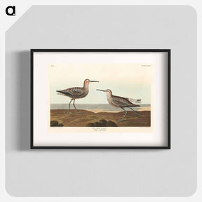 アートポスター-Long-legged Sandpiper from Birds of America
 - アメリカの鳥たち Poster.