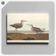 アートパネル-Long-legged Sandpiper from Birds of America
 - アメリカの鳥たち Canvas.