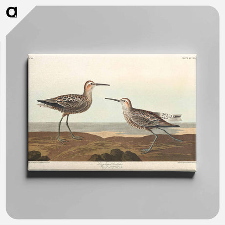 アートパネル-Long-legged Sandpiper from Birds of America
 - アメリカの鳥たち Canvas.