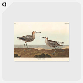 アートポストカード-Long-legged Sandpiper from Birds of America
 - アメリカの鳥たち Postcard.
