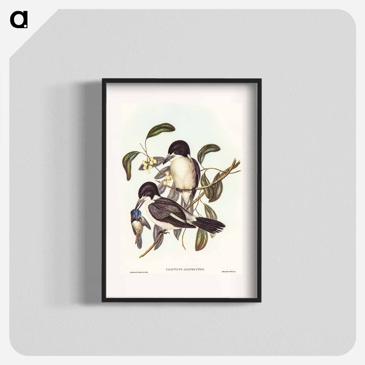 Butcher-Bird
 - オーストラリアの鳥 Poster.