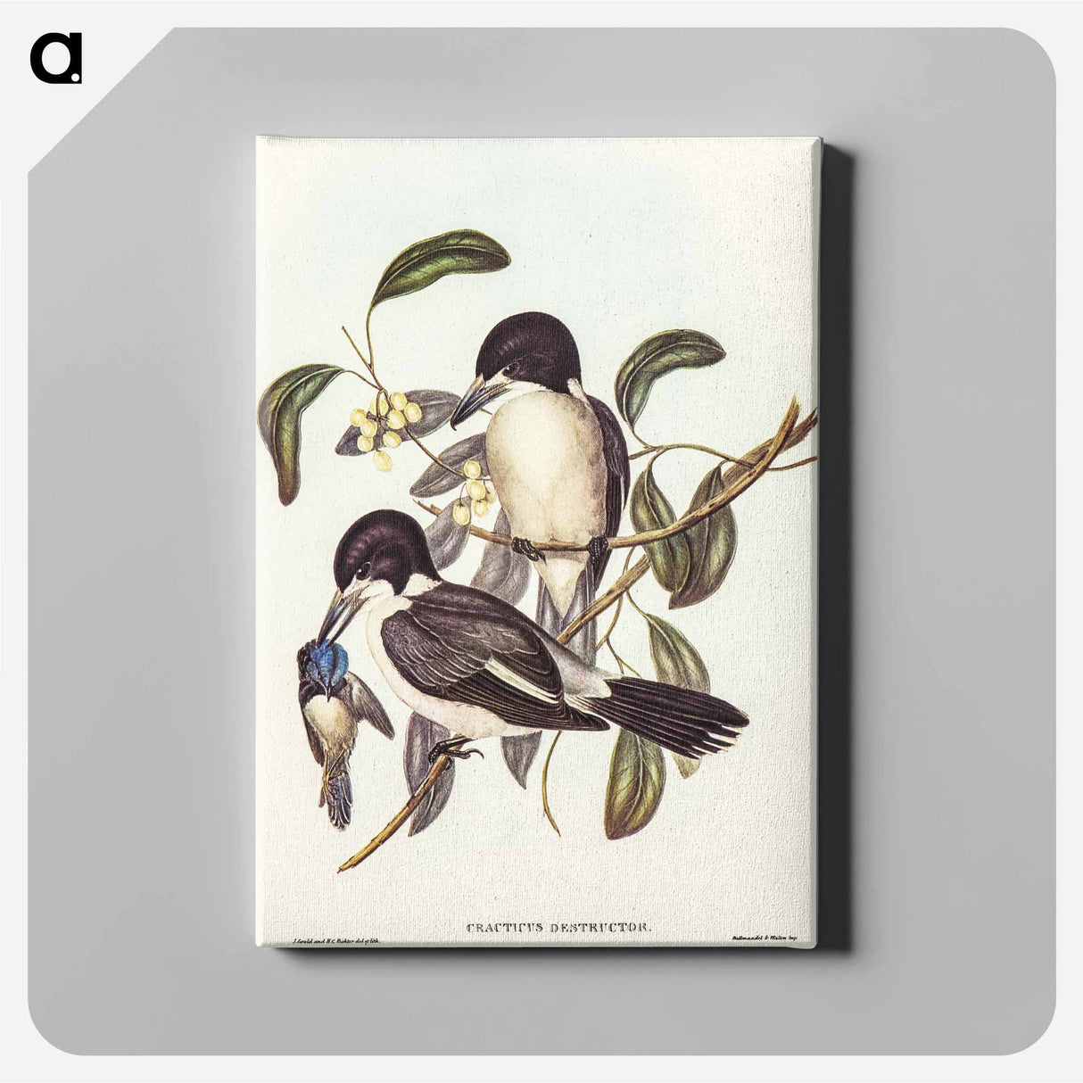 Butcher-Bird
 - オーストラリアの鳥 Canvas.