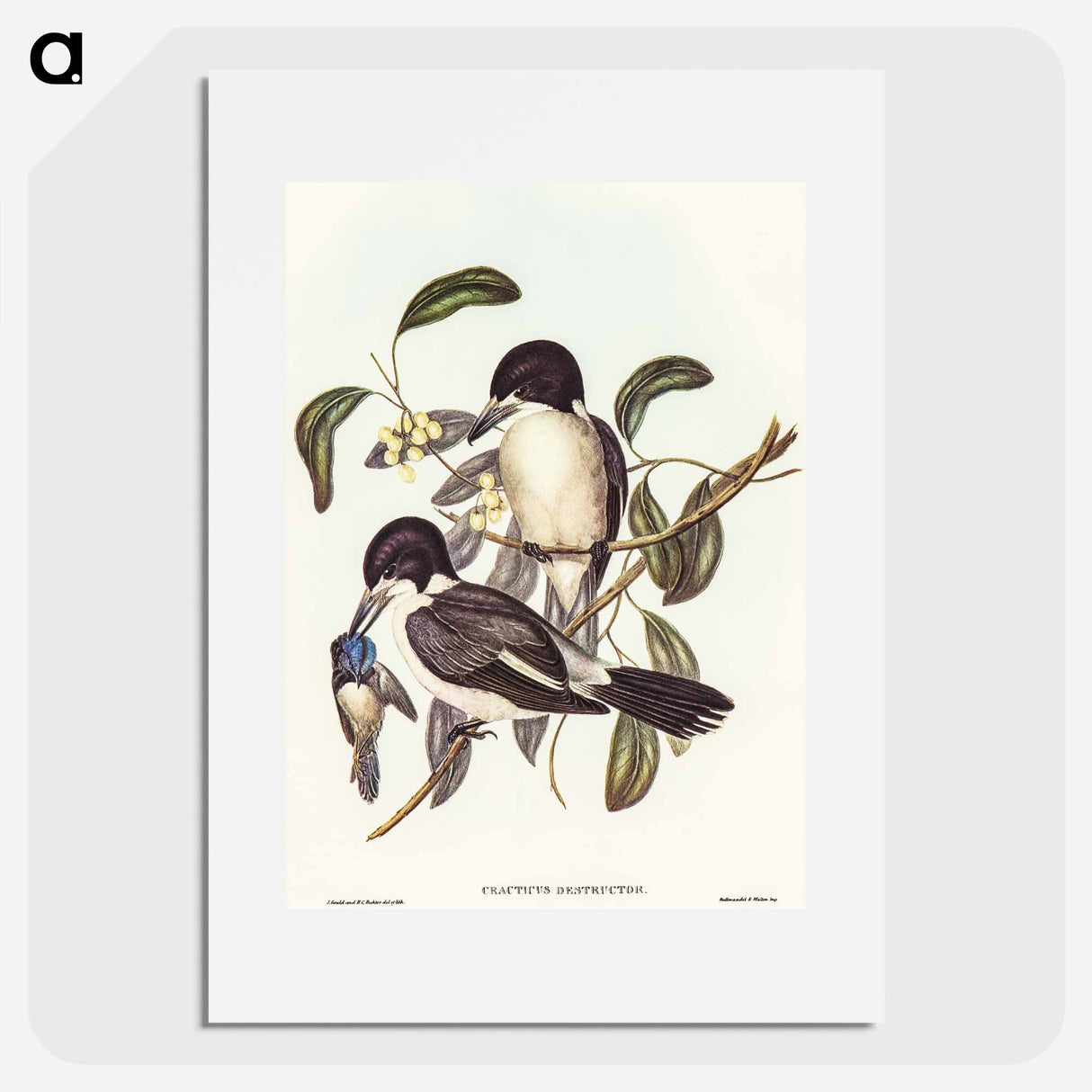 Butcher-Bird
 - オーストラリアの鳥 Poster.