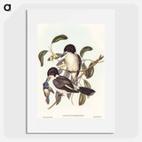 Butcher-Bird
 - オーストラリアの鳥 Poster.