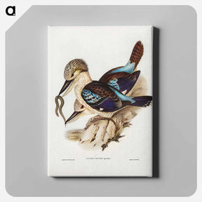 アートパネル-Leach's Kingfisher
 - ジョン グールド Canvas.