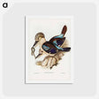 アートポストカード-Leach's Kingfisher
 - ジョン グールド Postcard.
