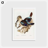 アートポストカード-Leach's Kingfisher
 - ジョン グールド Postcard.