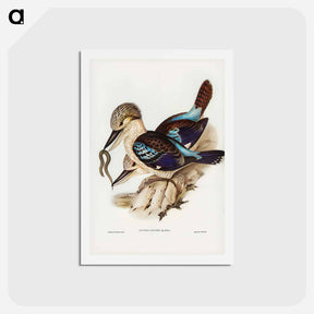 アートポストカード-Leach's Kingfisher
 - ジョン グールド Postcard.