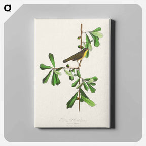 アートパネル-Roscoe's Yellow-throat
 - ジョン ジェームス オーデュボン Canvas.
