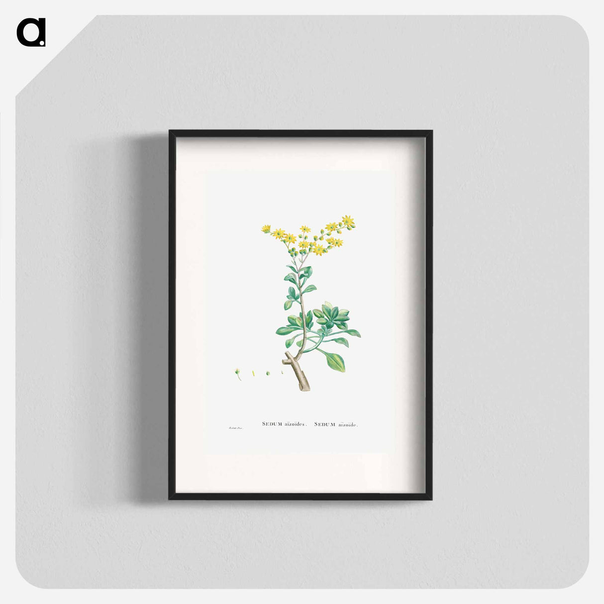 Sedum Aizoides (Yellow Saxifrages) - ピエール ジョゼフ ルドゥーテ Poster.
