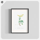 Sedum Aizoides (Yellow Saxifrages) - ピエール ジョゼフ ルドゥーテ Poster.
