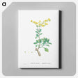 アートパネル-Sedum Aizoides (Yellow Saxifrages) - ピエール ジョゼフ ルドゥーテ Canvas.