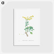 アートポストカード-Sedum Aizoides (Yellow Saxifrages) - ピエール ジョゼフ ルドゥーテ Postcard.