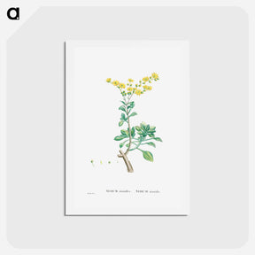 アートポストカード-Sedum Aizoides (Yellow Saxifrages) - ピエール ジョゼフ ルドゥーテ Postcard.