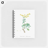 Sedum Aizoides (Yellow Saxifrages) - ピエール ジョゼフ ルドゥーテ Memo.