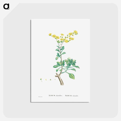 アートポストカード-Sedum Aizoides (Yellow Saxifrages) - ピエール ジョゼフ ルドゥーテ Postcard.