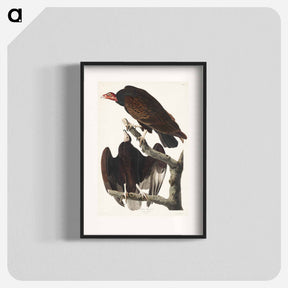 アートポスター-Turkey Buzzard from Birds of America
 - アメリカの鳥たち Poster.