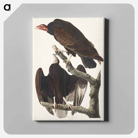 アートパネル-Turkey Buzzard from Birds of America
 - アメリカの鳥たち Canvas.