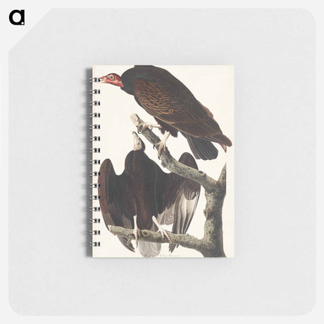 アートメモ帳-Turkey Buzzard from Birds of America
 - アメリカの鳥たち Memo.