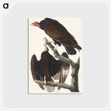 アートポストカード-Turkey Buzzard from Birds of America
 - アメリカの鳥たち Postcard.