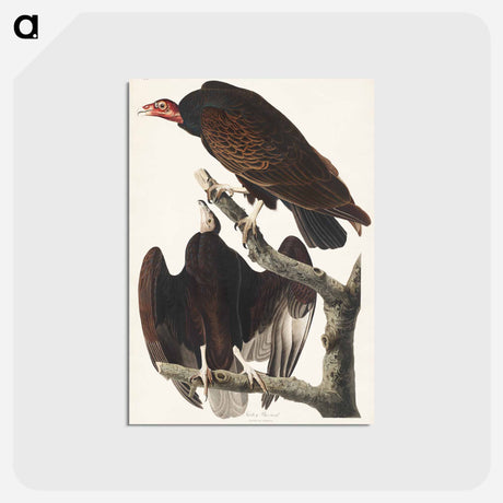 アートポストカード-Turkey Buzzard from Birds of America
 - アメリカの鳥たち Postcard.
