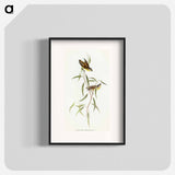 Allied Pardalote
 - オーストラリアの鳥 Poster.