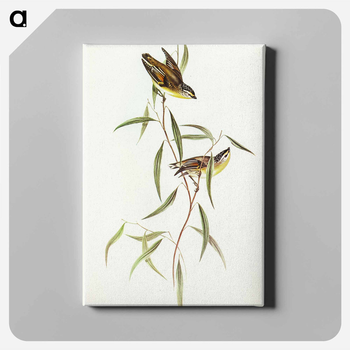 Allied Pardalote
 - オーストラリアの鳥 Canvas.