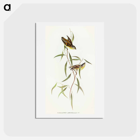 アートポストカード-Allied Pardalote
 - オーストラリアの鳥 Postcard.
