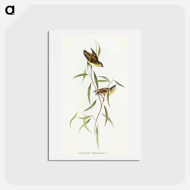 アートポストカード-Allied Pardalote
 - オーストラリアの鳥 Postcard.