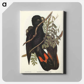 アートパネル-Western Black Cockatoo
 - ジョン グールド Canvas.
