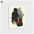 アートポストカード-Western Black Cockatoo
 - ジョン グールド Postcard.