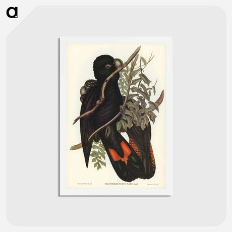 アートポストカード-Western Black Cockatoo
 - ジョン グールド Postcard.