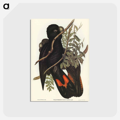 アートポストカード-Western Black Cockatoo
 - ジョン グールド Postcard.