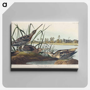 アートパネル-American Snipe
 - ジョン ジェームス オーデュボン Canvas.