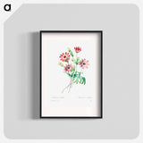 Broad leaved anemone - ピエール ジョゼフ ルドゥーテ Poster.