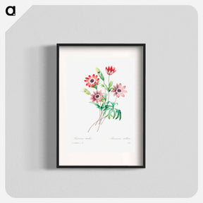 アートポスター-Broad leaved anemone - ピエール ジョゼフ ルドゥーテ Poster.