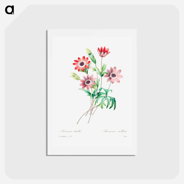 アートポストカード-Broad leaved anemone - ピエール ジョゼフ ルドゥーテ Postcard.