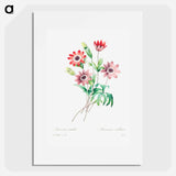 Broad leaved anemone - ピエール ジョゼフ ルドゥーテ Poster.