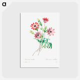 アートポストカード-Broad leaved anemone - ピエール ジョゼフ ルドゥーテ Postcard.