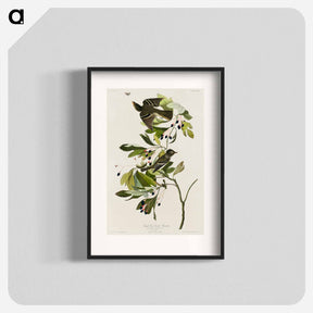 アートポスター-Small Green Crested Flycatcher from Birds of America
 - アメリカの鳥たち Poster.